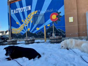 Fabi and Lucy laying in the snow on the patio at Factotum Brewhouse