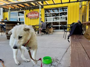 Lucy on the patio at Seedstock Brewery in Denver CO