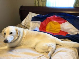 Lucy and the Colorado flag