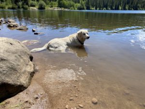 Lucy lays in the water at Lost Lake